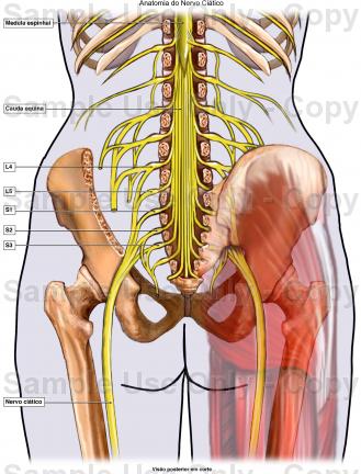 O nervo ciático passa pelas fibras musculares do músculo piriforme!